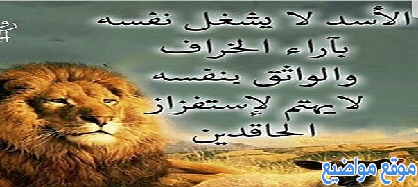 حكم وأقوال عن شجاعة الأسد ملك الغابة