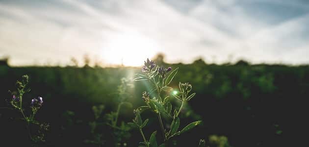 دعاء الصباح مكتوب قصير كامل للرزق ومستجاب