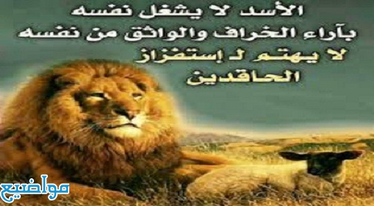 أمثال وحكم عن الأسد قصيرة