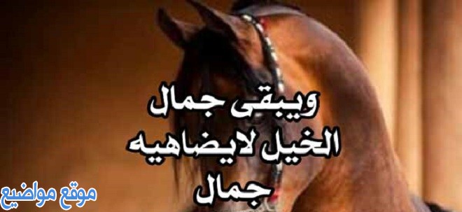 عبارات عن الخيل والحب أجمل كلام عن الخيول